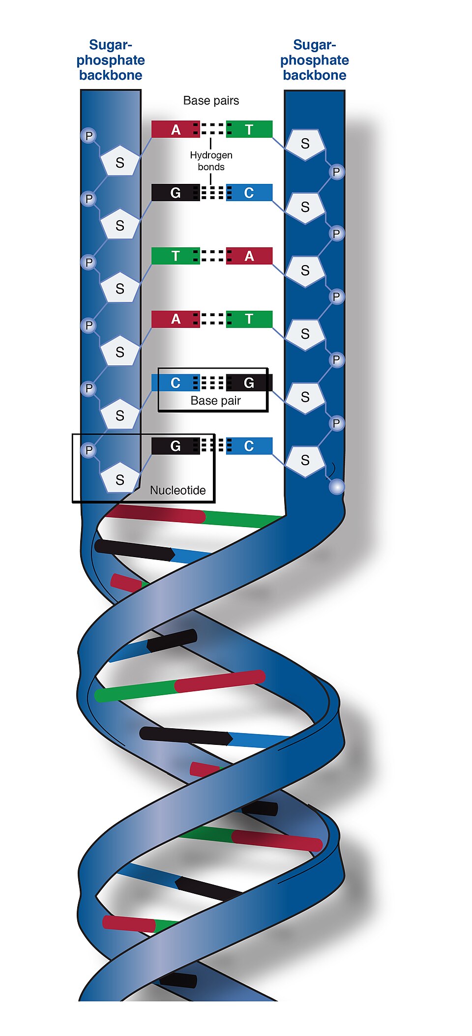 DNA Double Helix showing ATGC bases