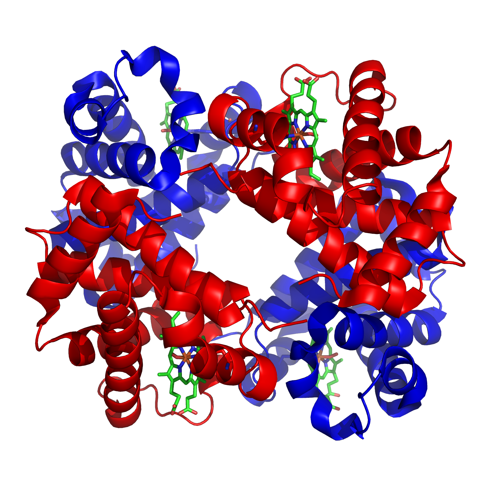 Hemoglobin structure