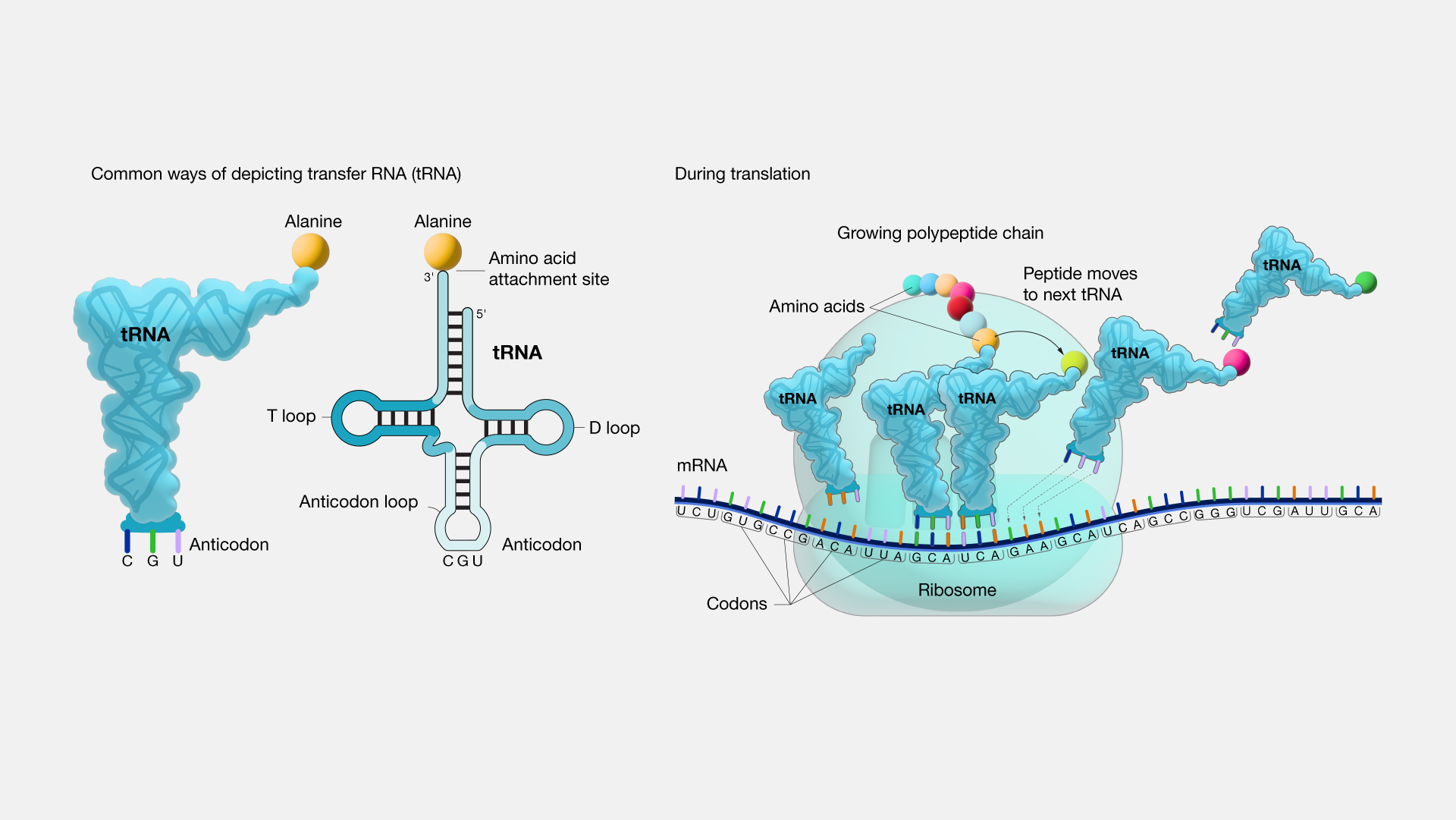 Transfer RNA and protein synthesis