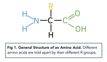 Amino acid molecular structure
